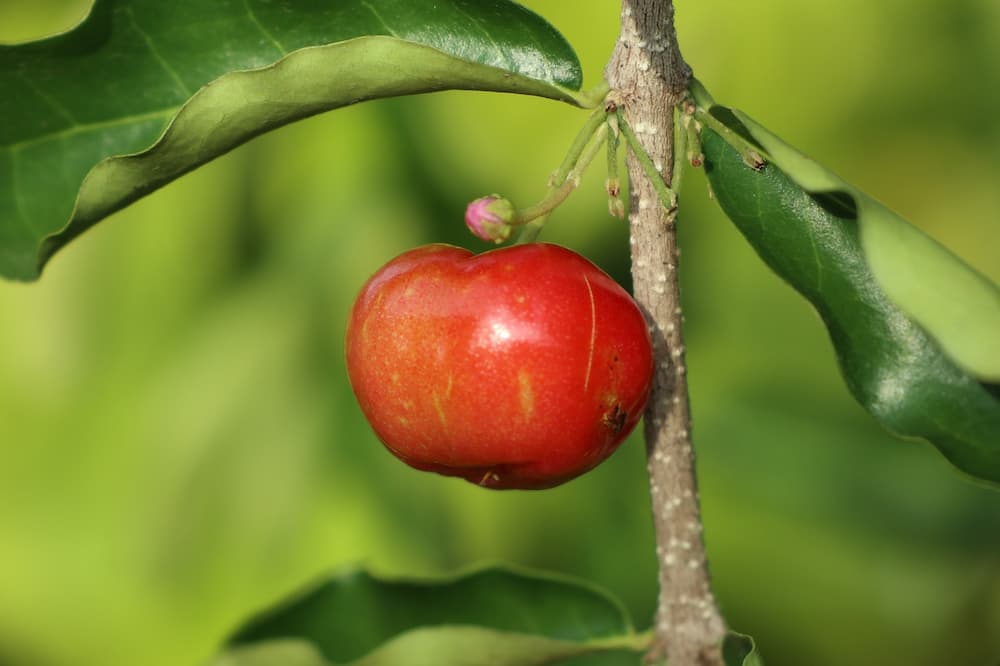 Tomate de arbol en España