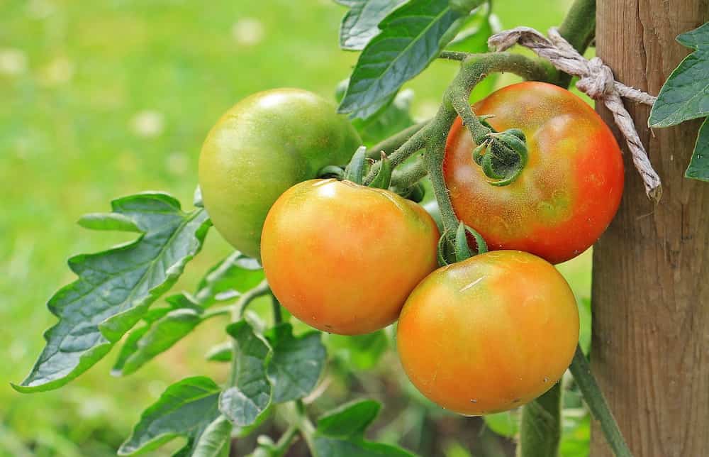 Tomate de arbol en España