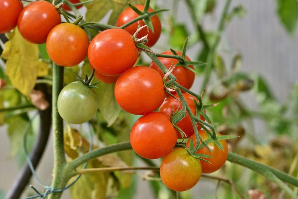 Tomate de arbol en España