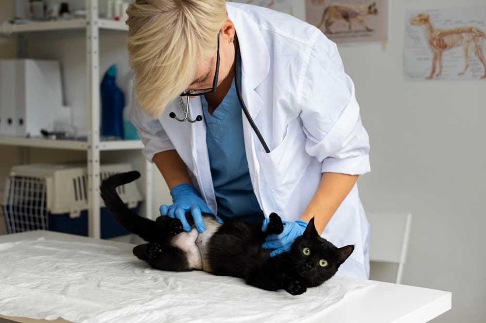 Veterinario a domicilio