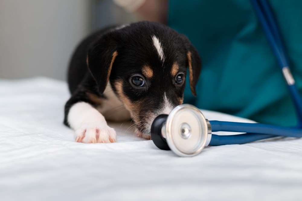 Veterinario a domicilio