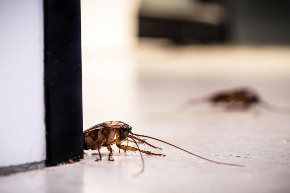 Bichos como cucarachas pequeñas
