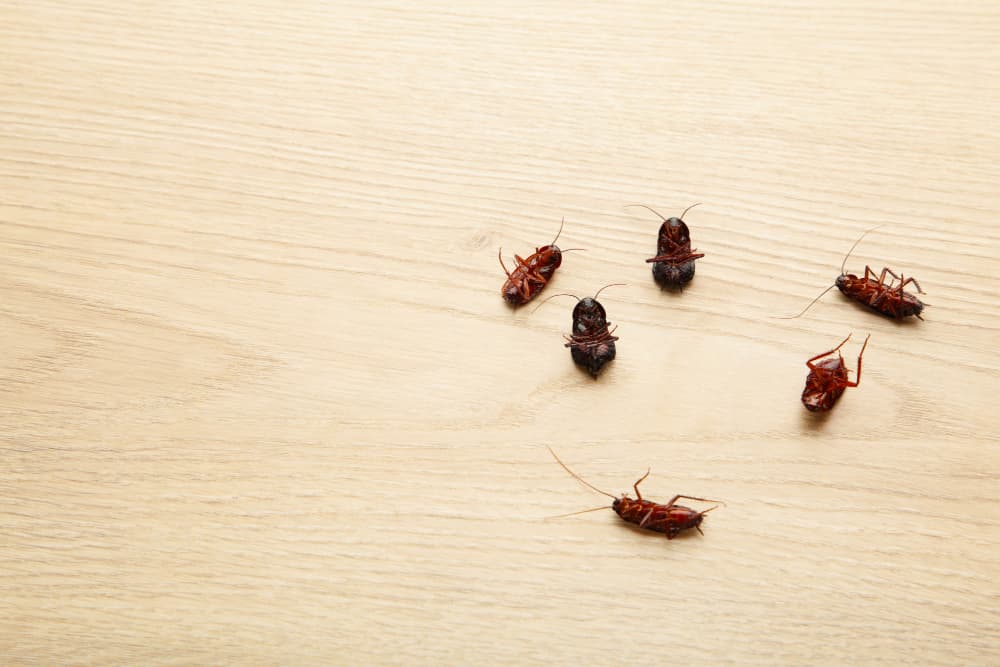 Bichos como cucarachas pequeñas