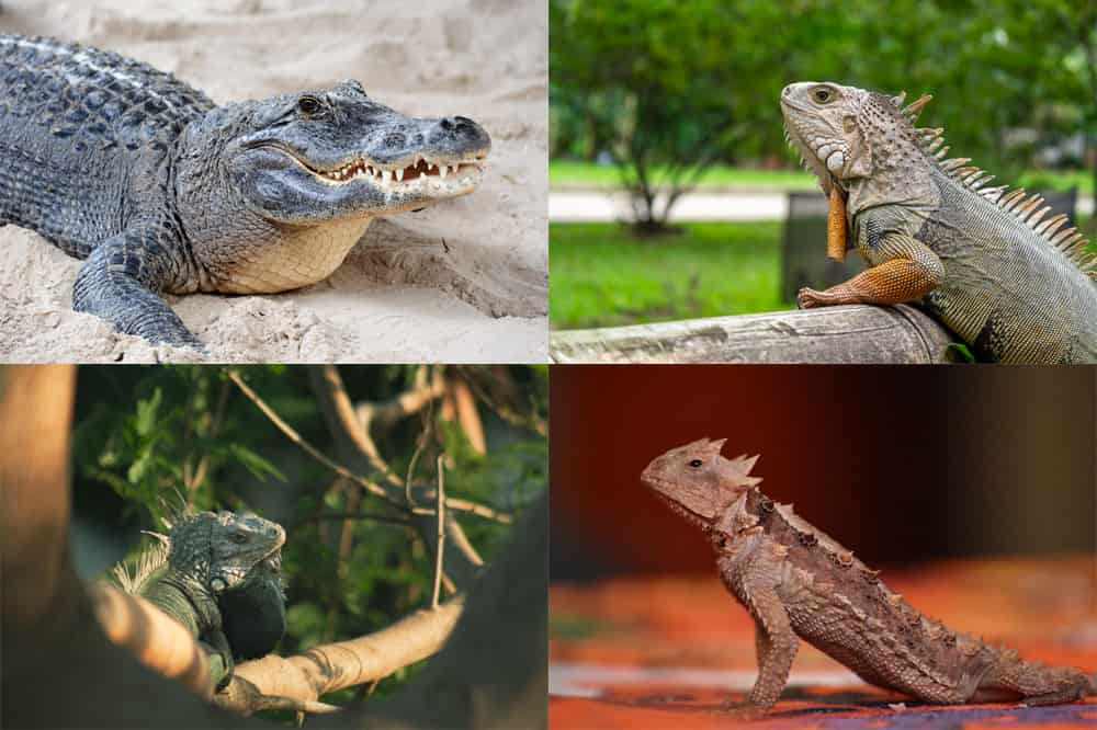 Como se extinguieron los dinosaurios