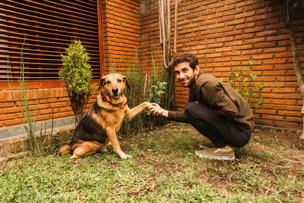 Criadero de perros