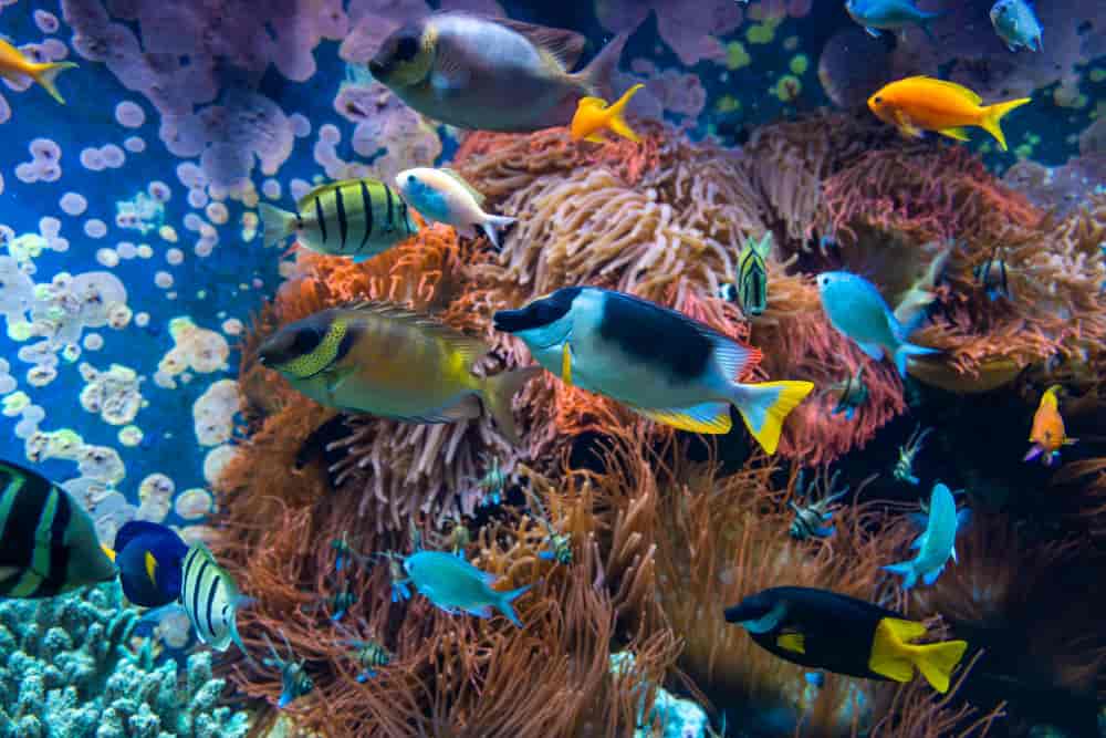 Peces de agua fria: características, tipos y cómo elegirlos