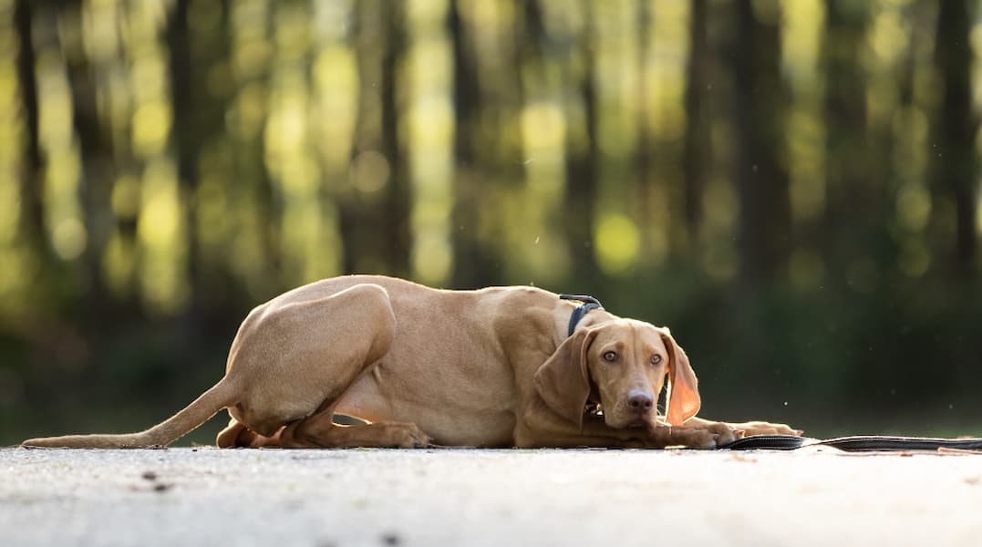 Que significa cuando un perro muere con los ojos abiertos
