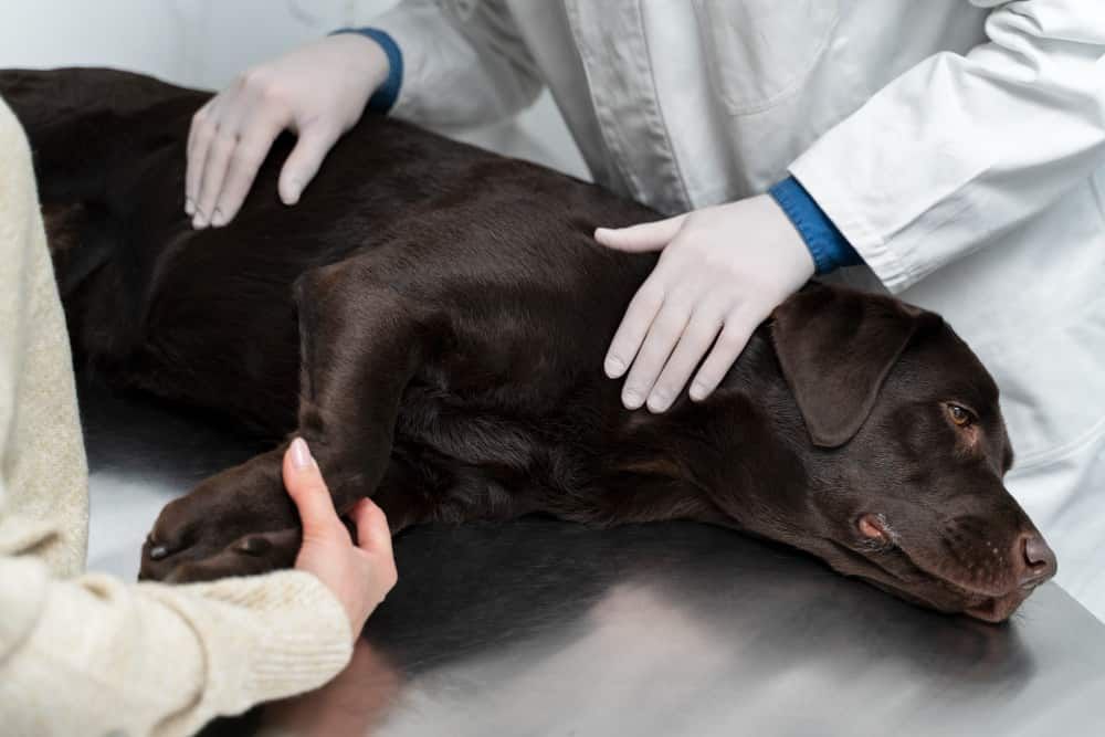 Botulismo en perros