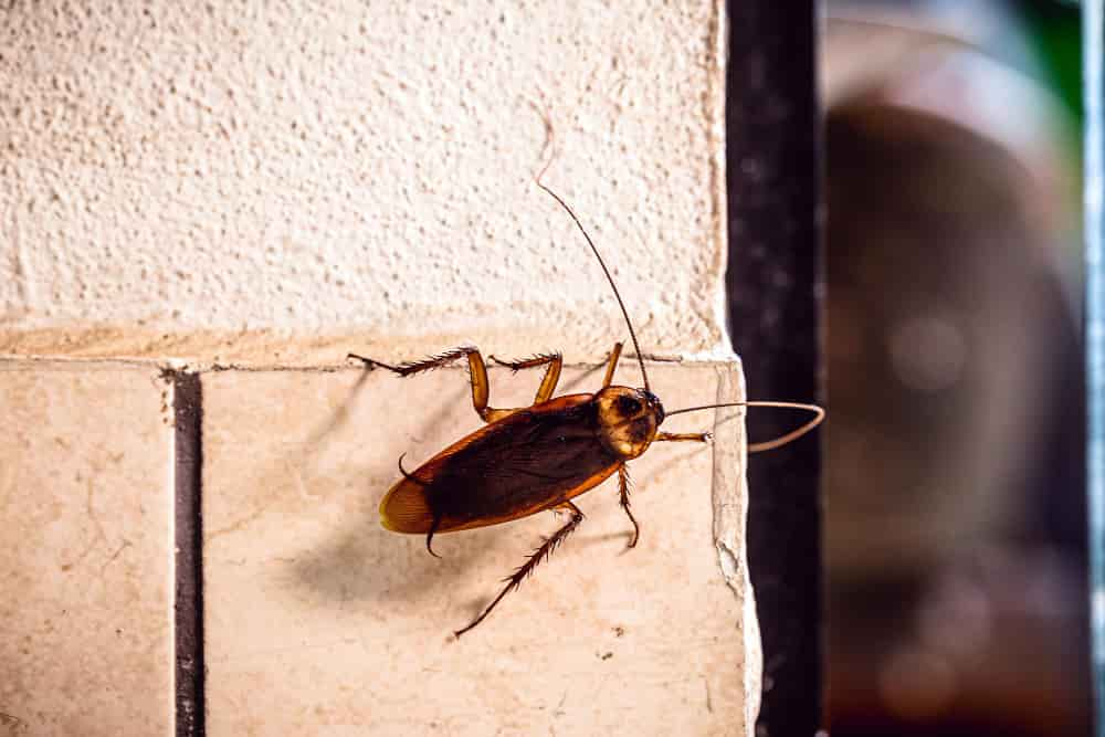 Caca de cucaracha