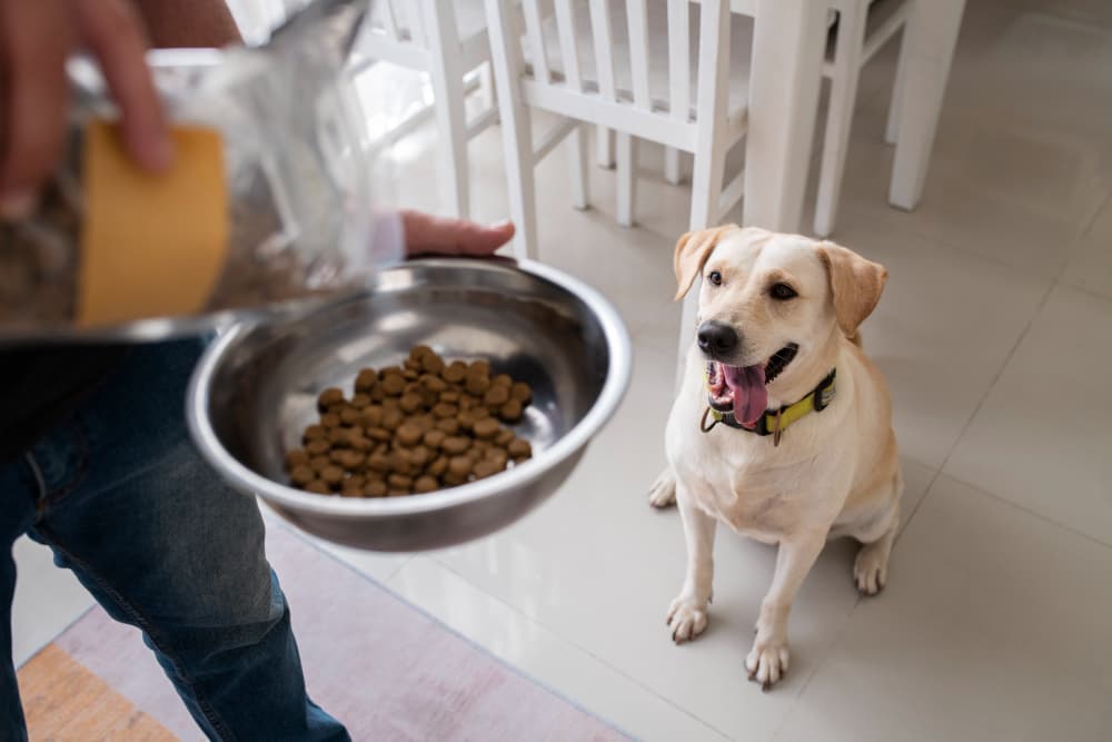 Comida de perro