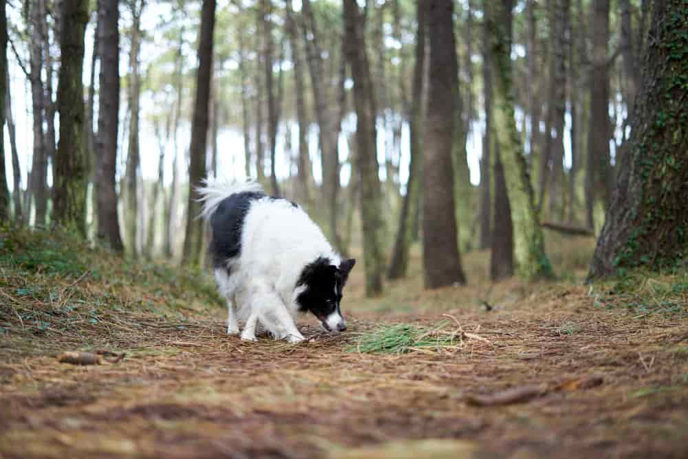 Como adiestrar un border collie