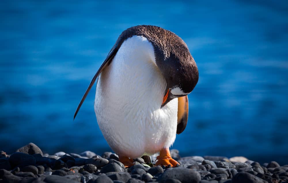 Como adoptar un pingüino gratis