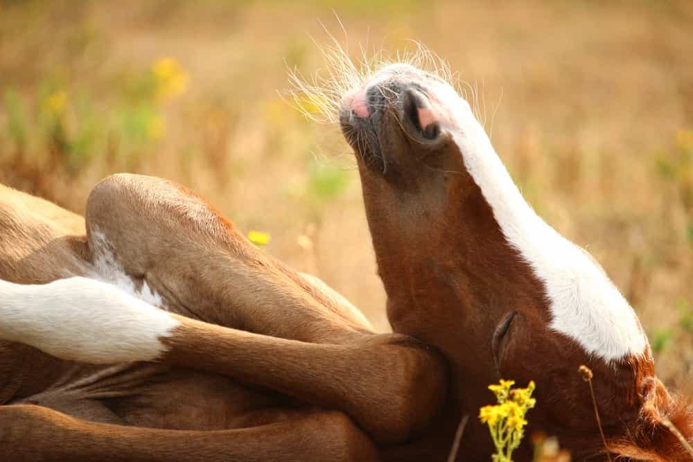 Como duermen los caballos