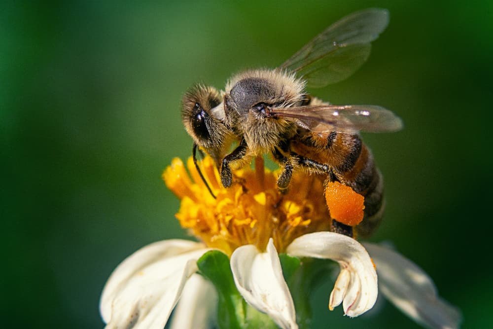 Como hacen la miel las abejas