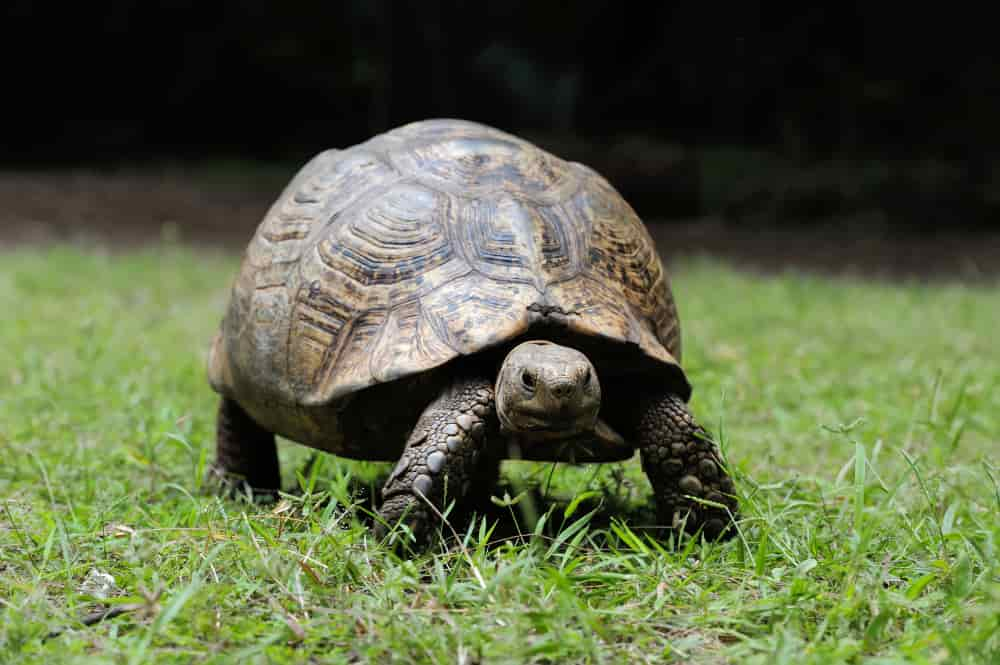 Como saber si una tortuga es hembra o macho