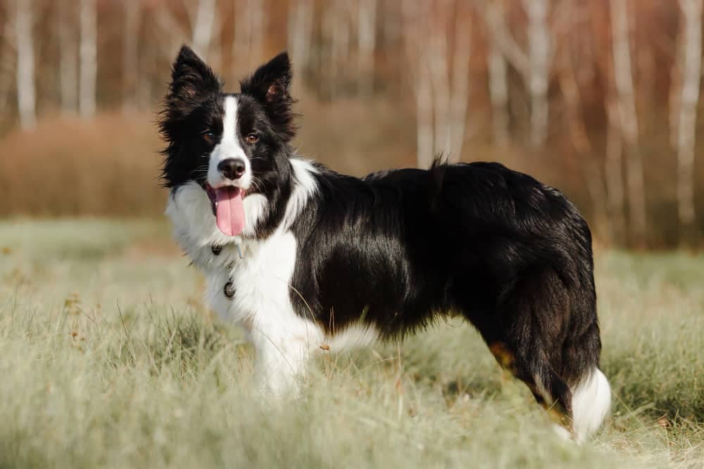 Comprar border collie