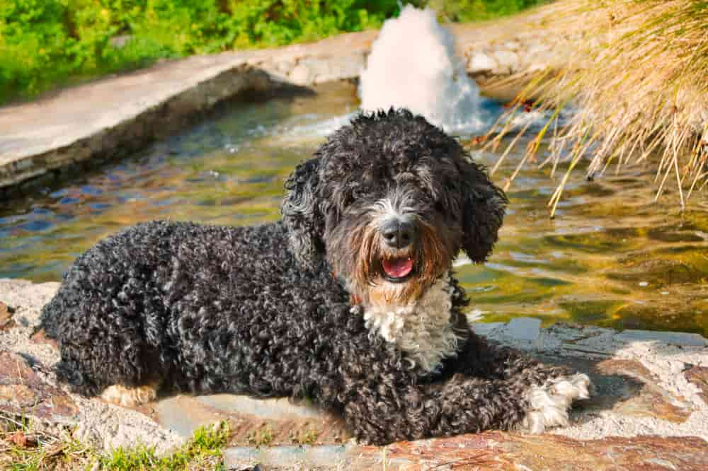 Comprar perro de agua