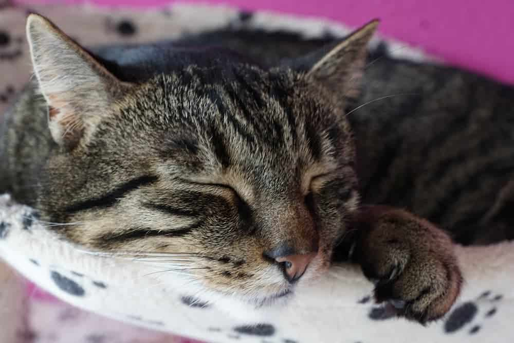 Cuando sacrificar a un gato con insuficiencia renal