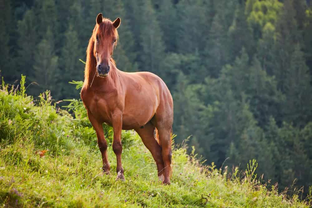 Cuanto puede pesar un caballo