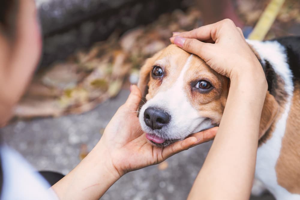 Es mejor comprar o adoptar un perro