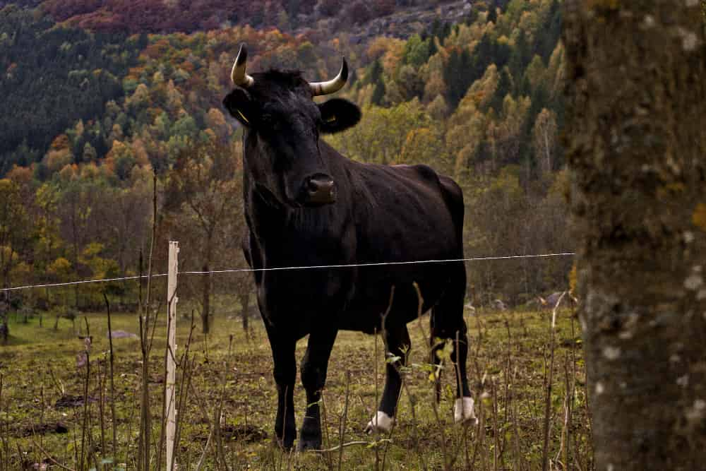 Los animales más famosos de España