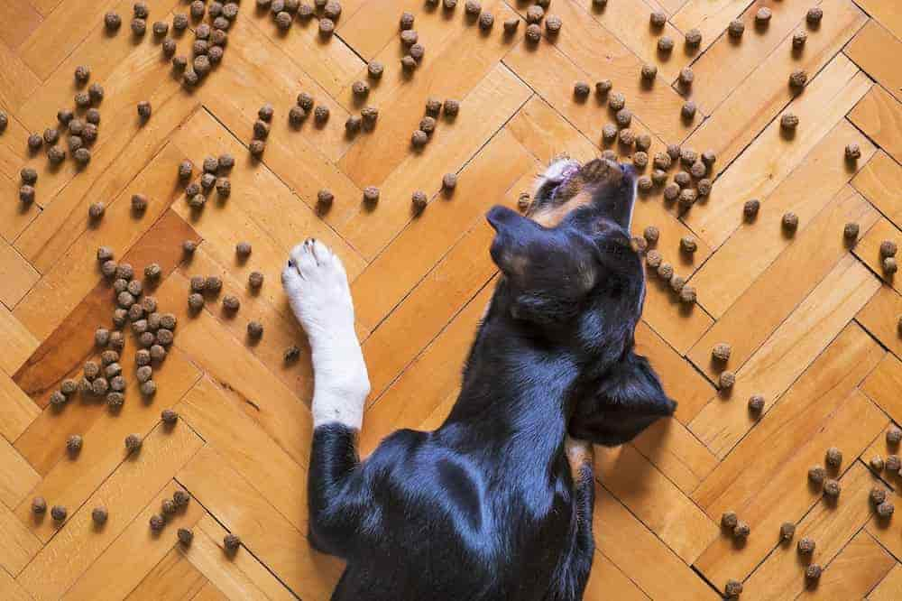 Mi perro no quiere comer pienso