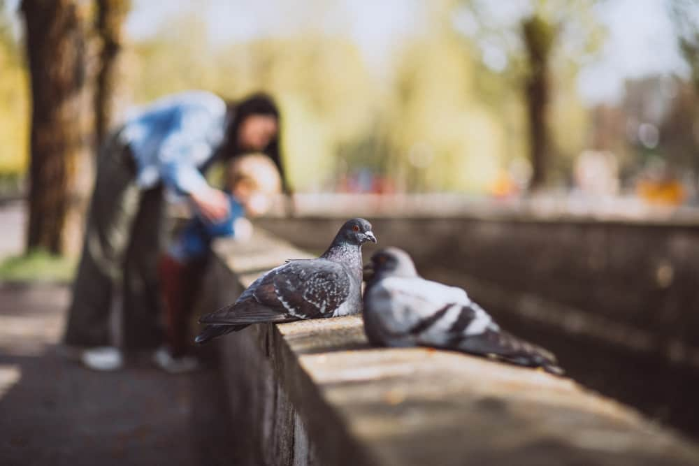 Que comen las palomas