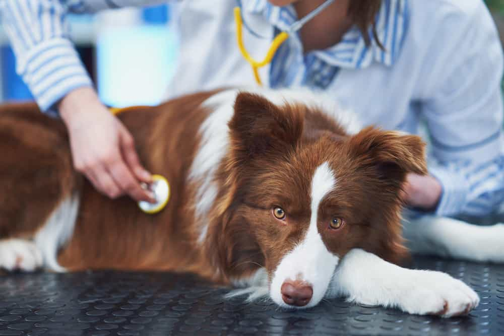 Que enfermedades puede trasmitir una mascota