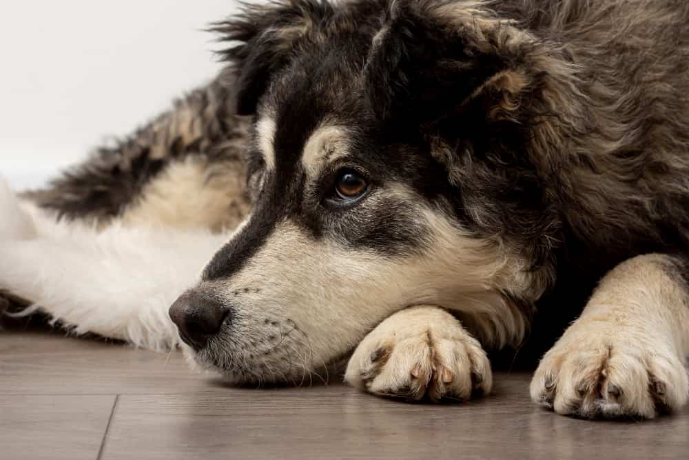 Que significa cuando un perro muere con los ojos abiertos