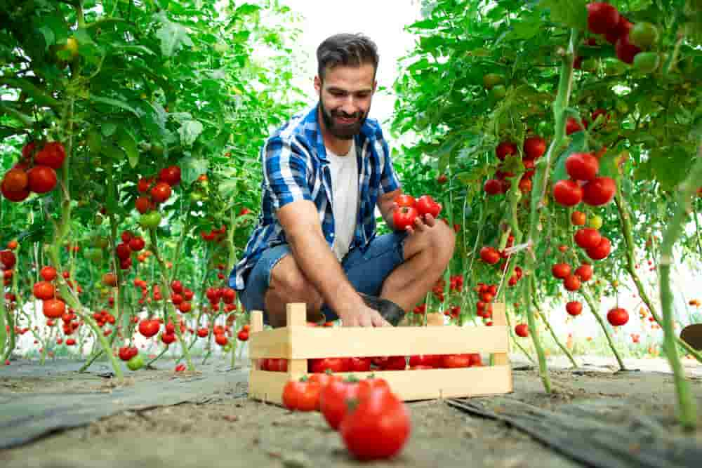 como plantar tomates en surcos