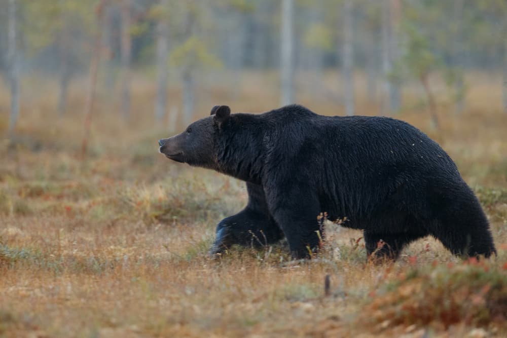 cuanto corre un oso