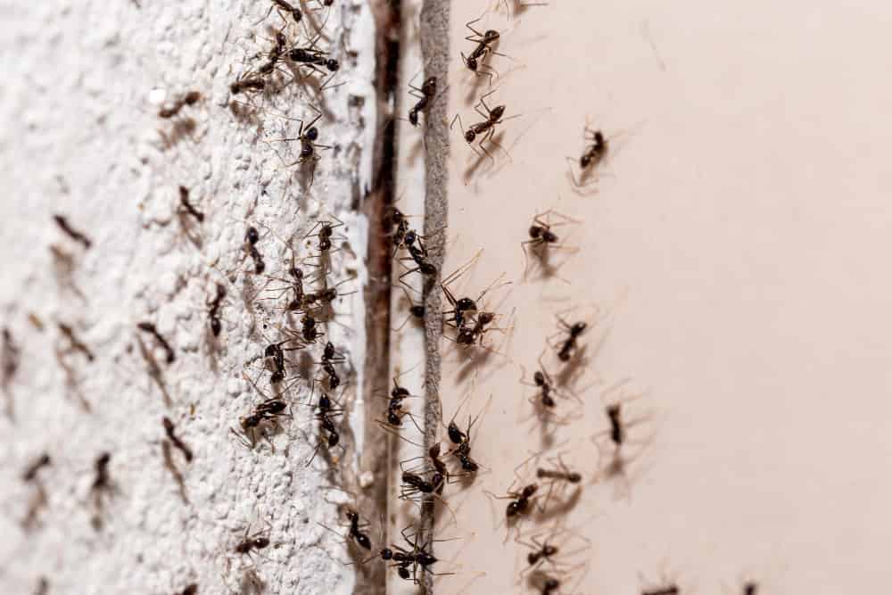 cuanto viven las hormigas